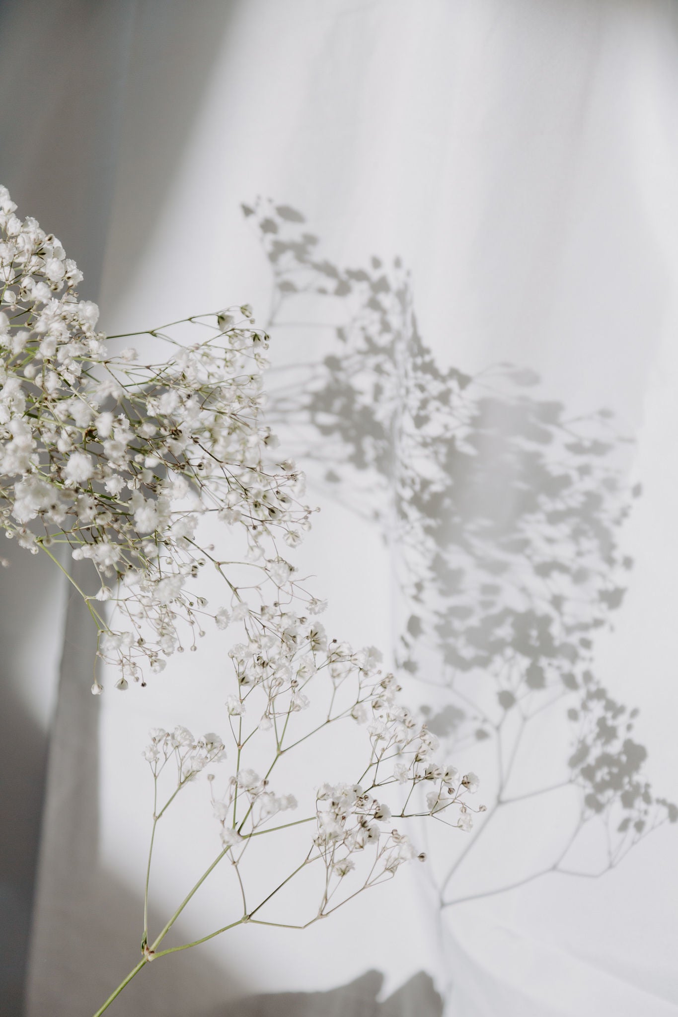Baby's breath florals and shadows